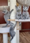 Aramis, Amaya, Amina ir Arctica