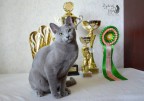 WCF International cats show Vilnius, Lithuania 04/03.08.2019 KCH. Lovely of Zydroji feja*LT  3 x EX1, 3 x CACJ, 2 x NOM BIS, BIV,  Green eyes: Best Junior, Best in Show 1 place (12), BEST OF BEST JUNIOR 1 place and 2 place, BEST GENERAL and BEST SUPREME!!