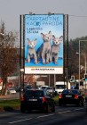 Mūsų veislyno kačiukai reklamoje Vilniuje