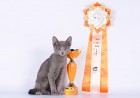 Gosha - geriausias parodos kačiukas